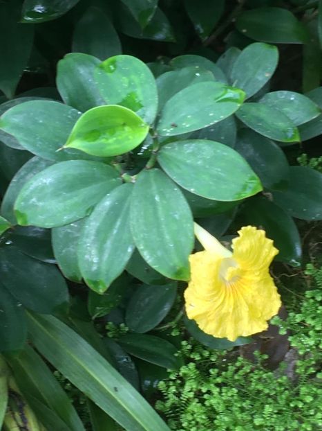  - Gradina botanica Londra