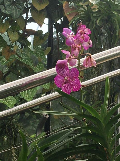  - Gradina botanica Londra