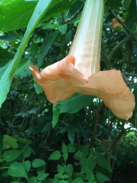  - Gradina botanica Londra