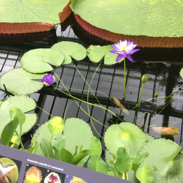  - Gradina botanica Londra