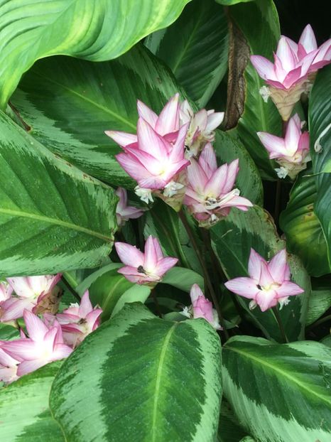  - Gradina botanica Londra