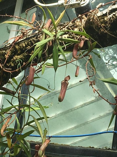  - Gradina botanica Londra