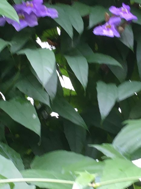  - Gradina botanica Londra