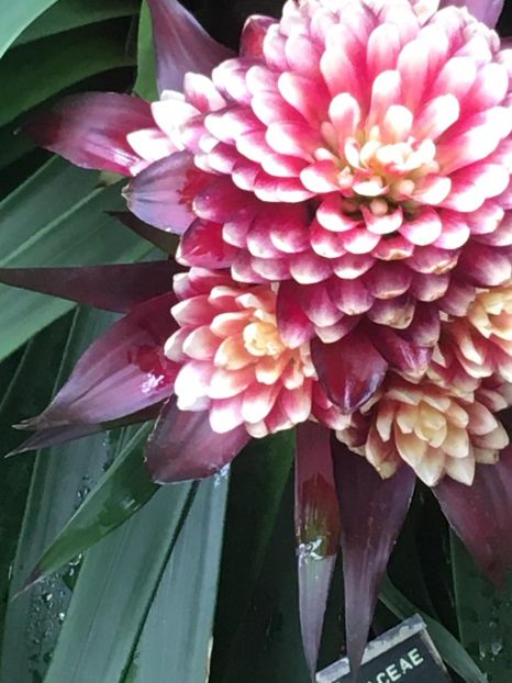  - Gradina botanica Londra