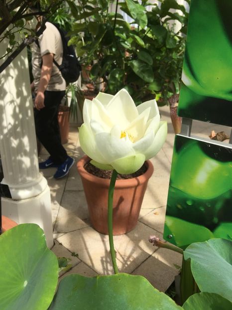  - Gradina botanica Londra