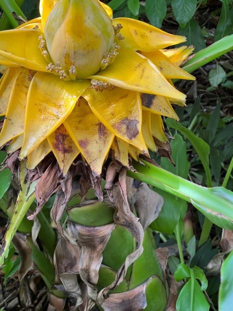  - Gradina botanica Londra