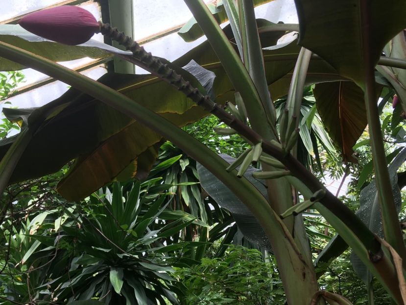  - Gradina botanica Londra