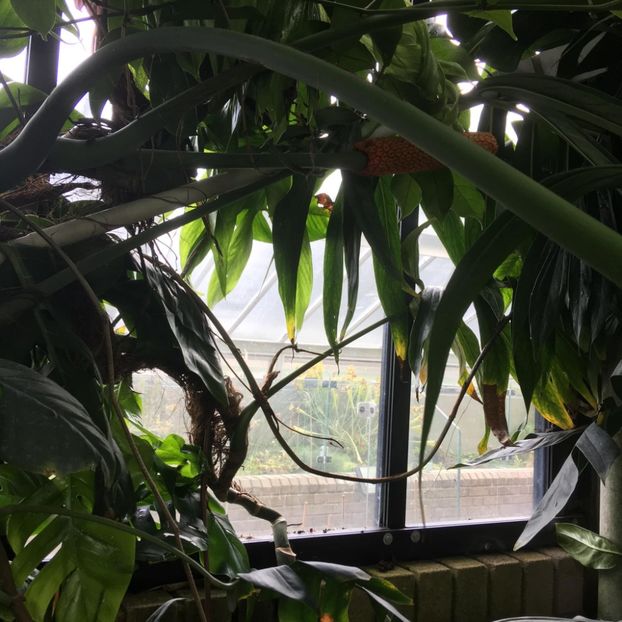 325512815_722912162535409_551215022617622466_n (1) - Gradina botanica Londra