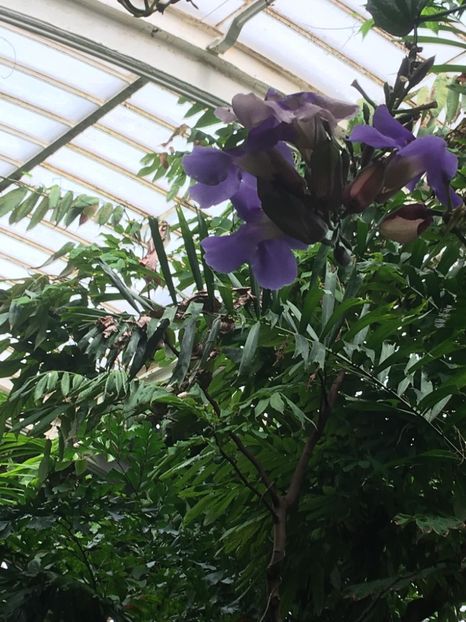  - Gradina botanica Londra