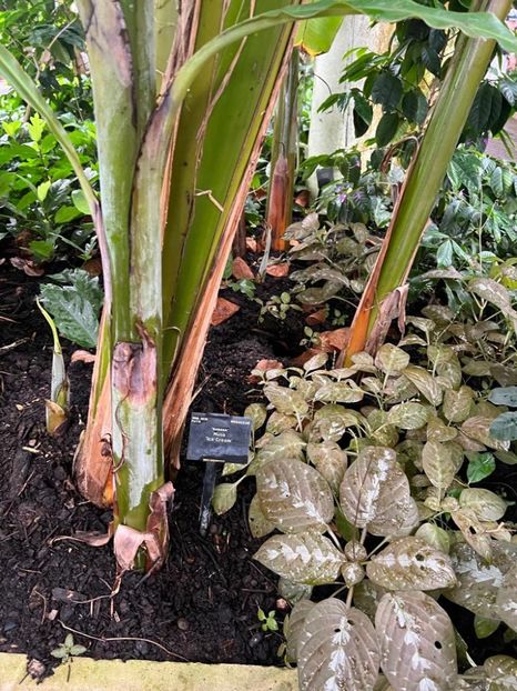  - Gradina botanica Londra