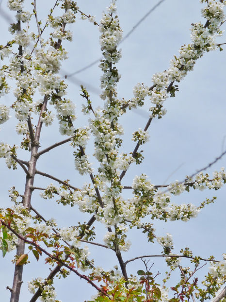  - 2023 - 01 - Primavara