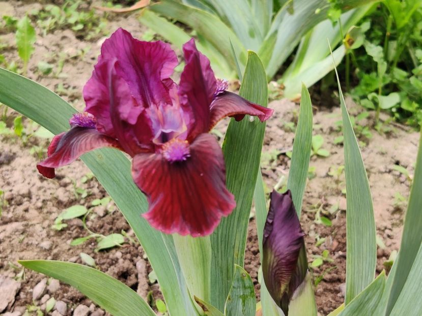 Dobry vecher - Irisi pitici1