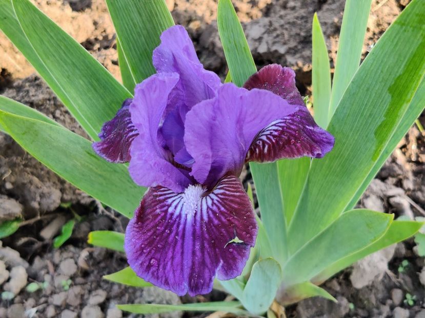 Irisi pitici - OanaStam