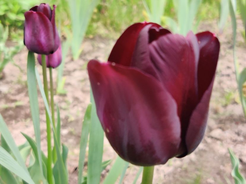 Paul Scherer - Lalele