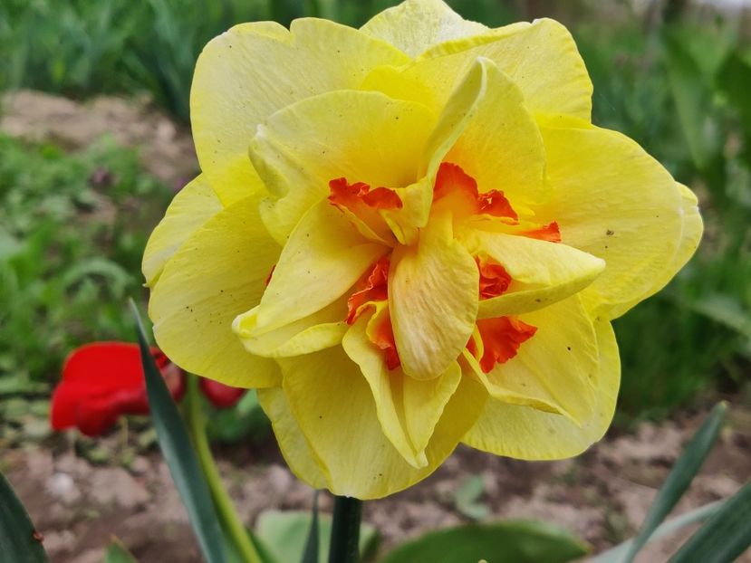 54_Tahiti_R11_puternic parfumate - Narcise2