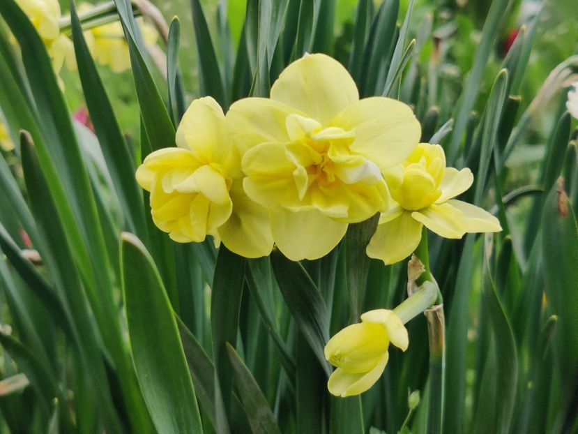 64_Yellow Cheerfulness - Narcise