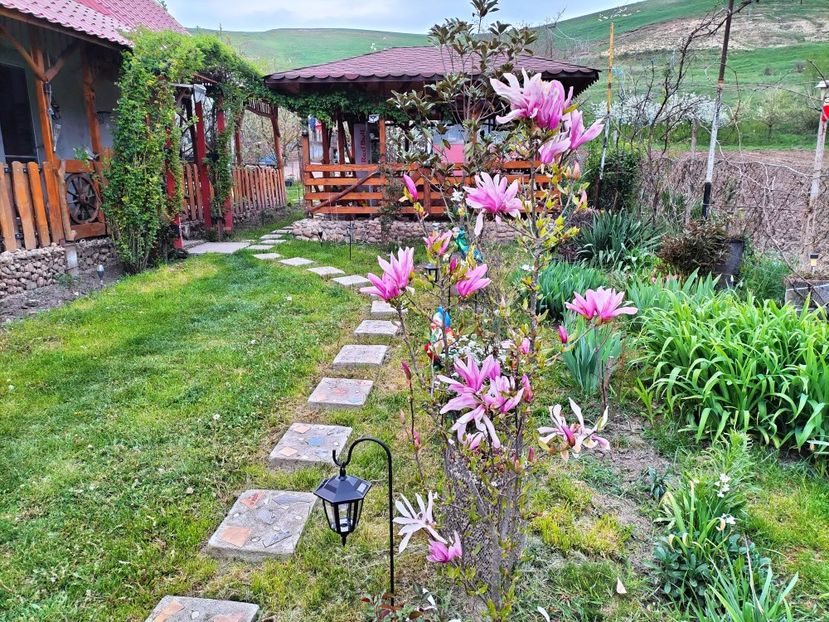 magnolia Susan - Primăvara 2023