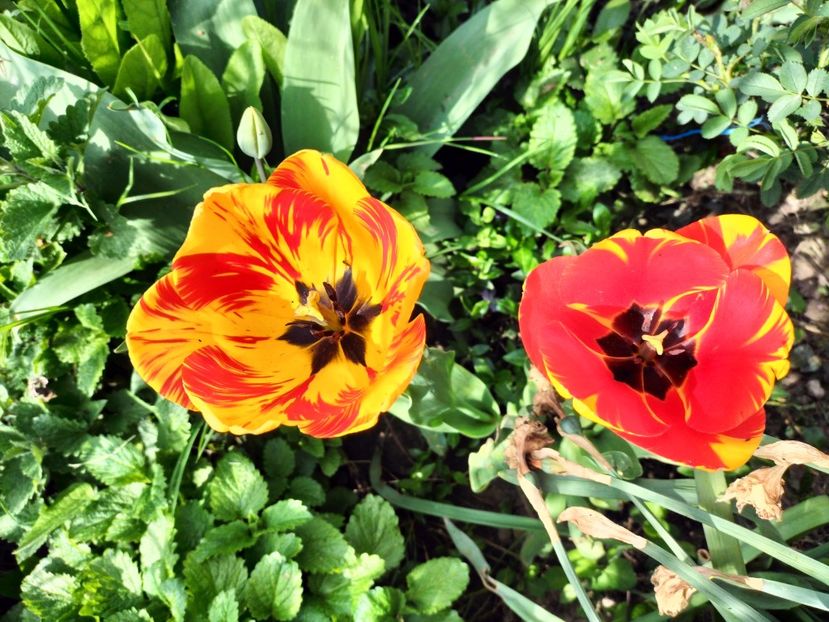 IMG20230423105000 - Primăvara 2023