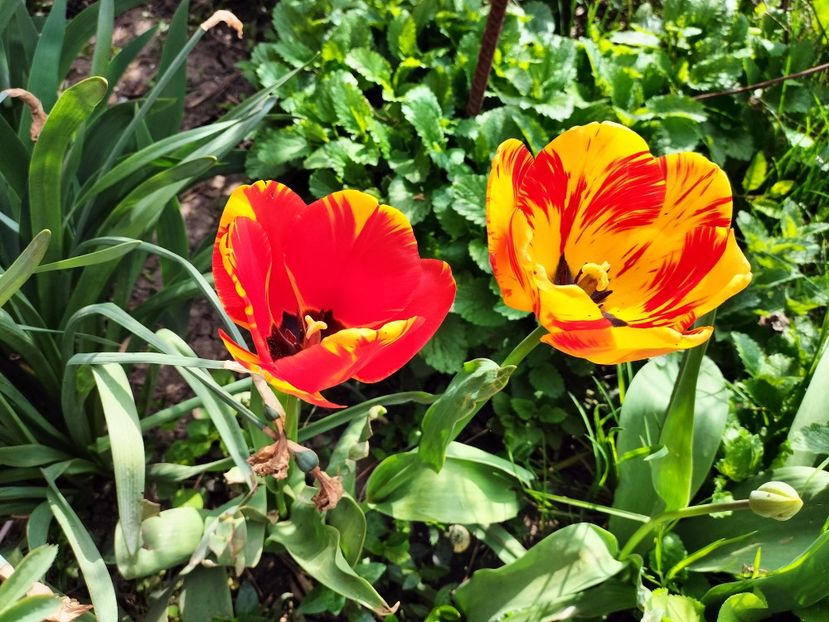 IMG20230423104941 - Primăvara 2023