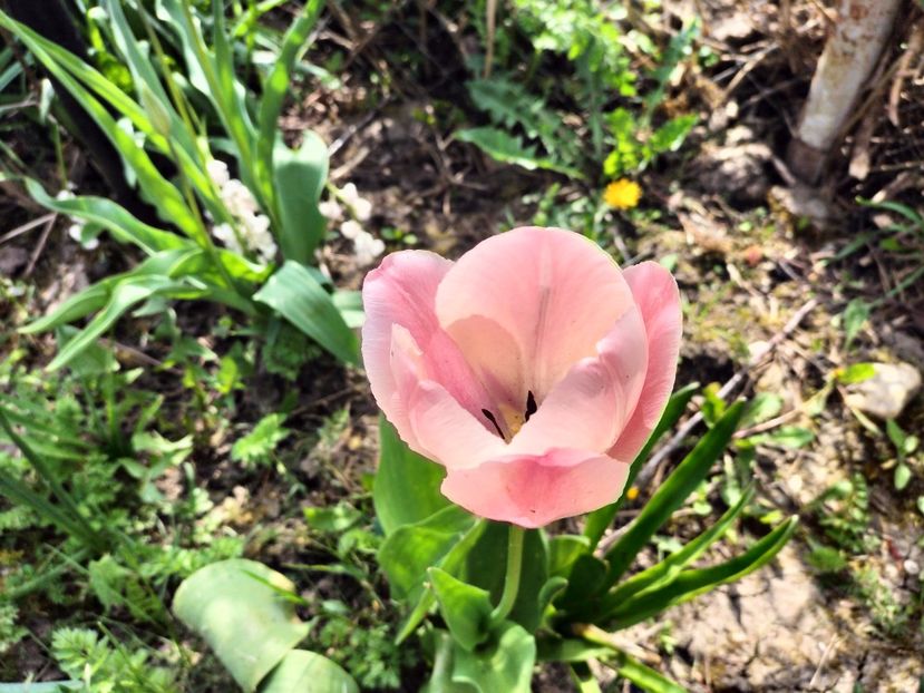 IMG20230423104845 - Primăvara 2023