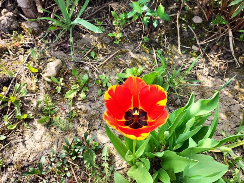 IMG20230423104840 - Primăvara 2023