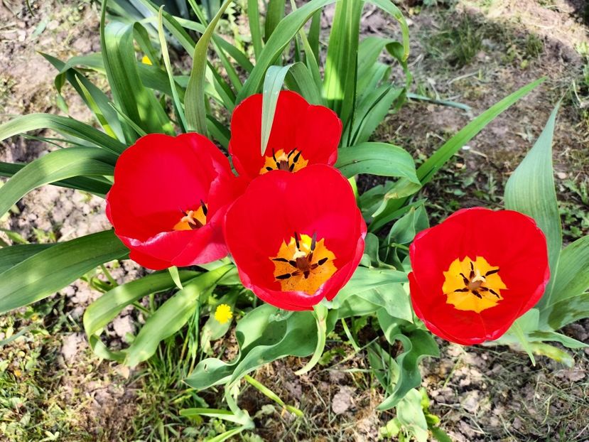 IMG20230423104832 - Primăvara 2023