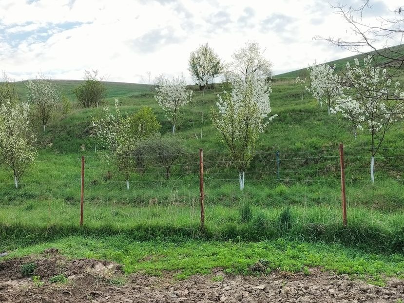 IMG20230423075312 - Primăvara 2023