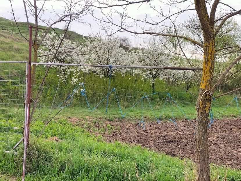 IMG20230423075316 - Primăvara 2023