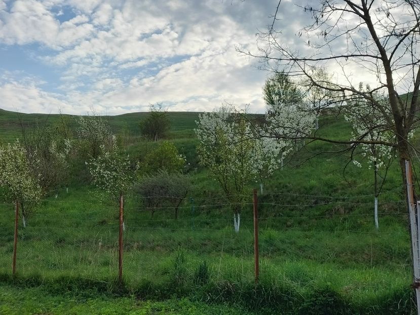 IMG20230423075327 - Primăvara 2023