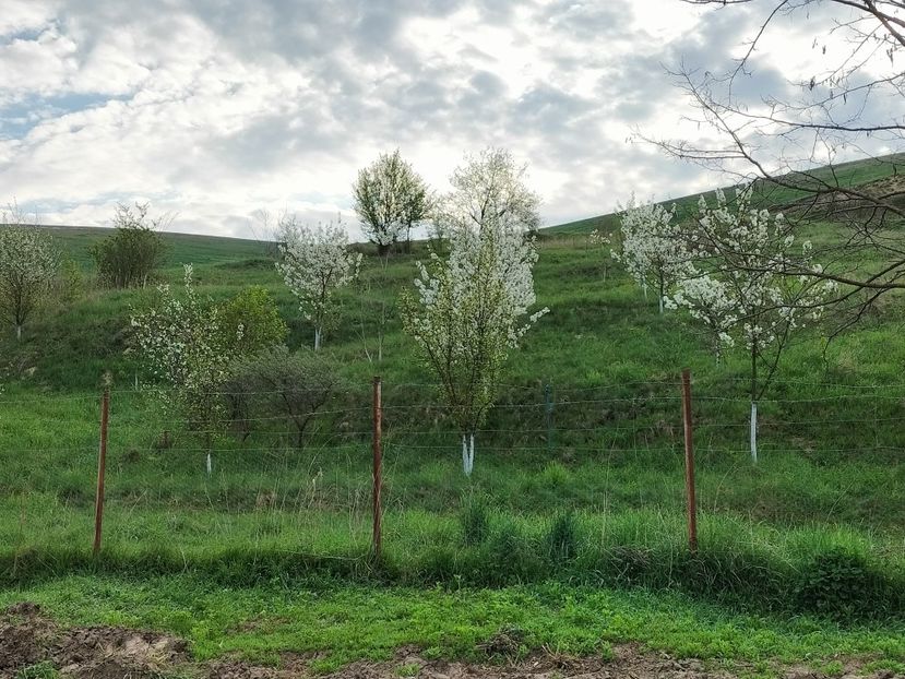 IMG20230423075301 - Primăvara 2023