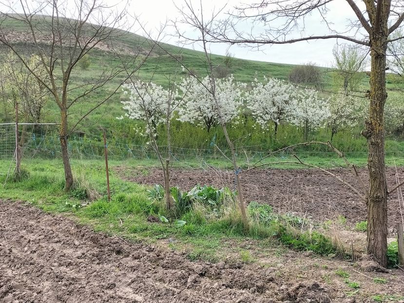 IMG20230423075236 - Primăvara 2023