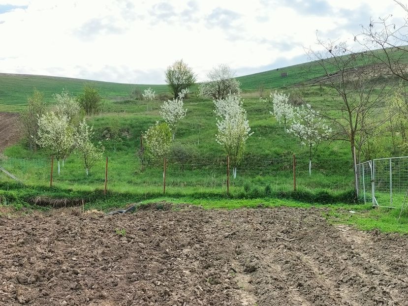 IMG20230423075231 - Primăvara 2023