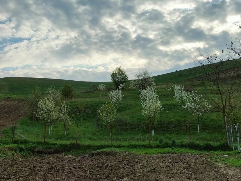 IMG20230423075221 - Primăvara 2023