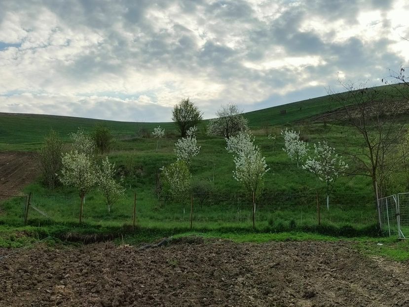 IMG20230423075211 - Primăvara 2023