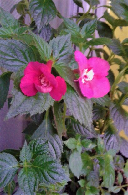 20230425_091002-1 - ACHIMENES 2023
