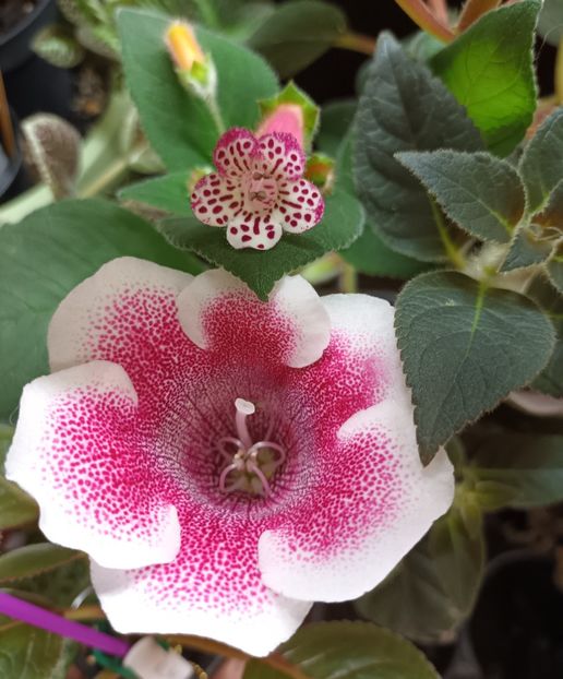  - Printre Gesneriaceae