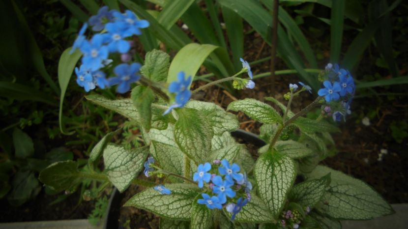 Brunnera macrophylla,o frumusete ravnita de mult timp! - Splendori in gradina