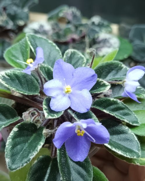  - Shirl s Blue Eyes zzz