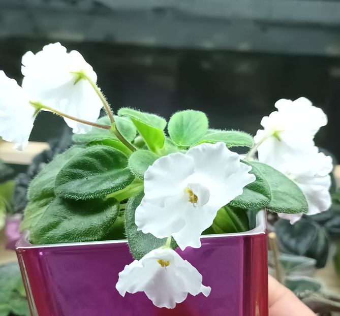  - Alan s White Feather