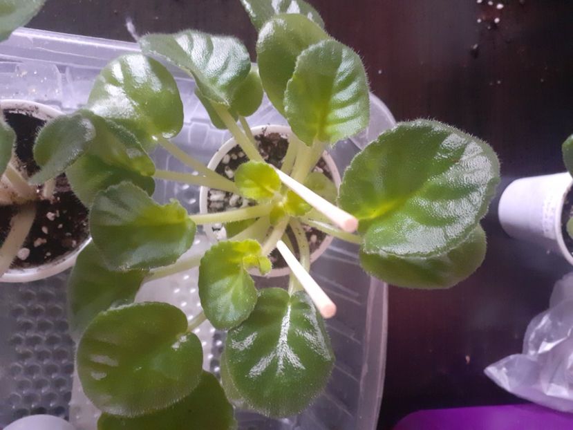  - VAT Prazdnichnyj Naryad Pugovki