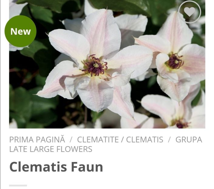 Cadou, clematite.ro(maria) - aaa Comanda plante 2022 2023 2024