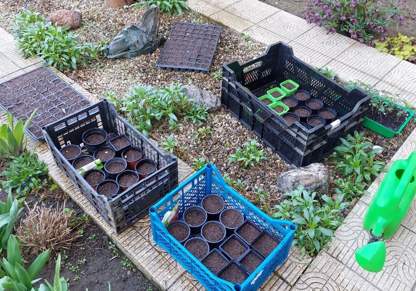 24 03 - aaa Comanda plante 2022 2023 2024