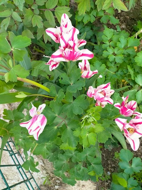 IMG20230426180316 - Gradina 2023