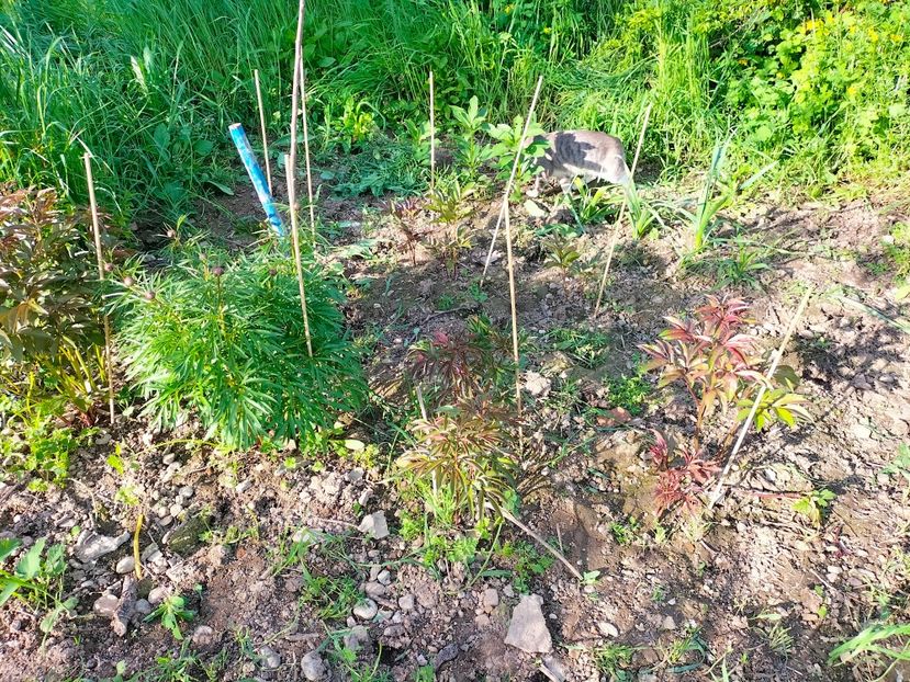 IMG20230426175928 - Gradina 2023