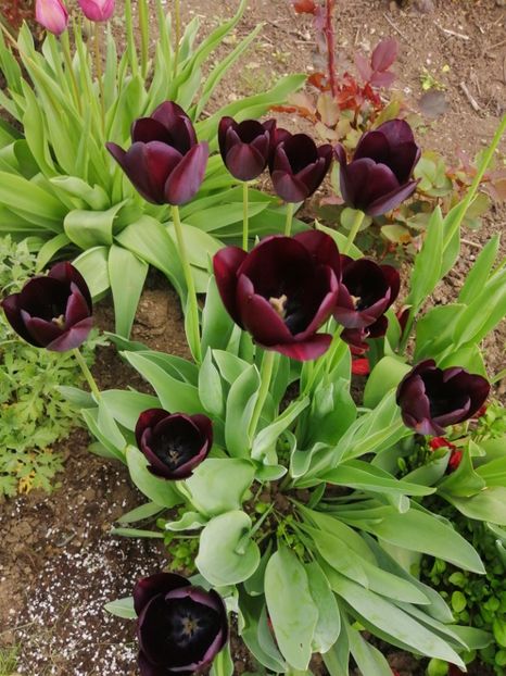  - Primavara 2021_2022_2023