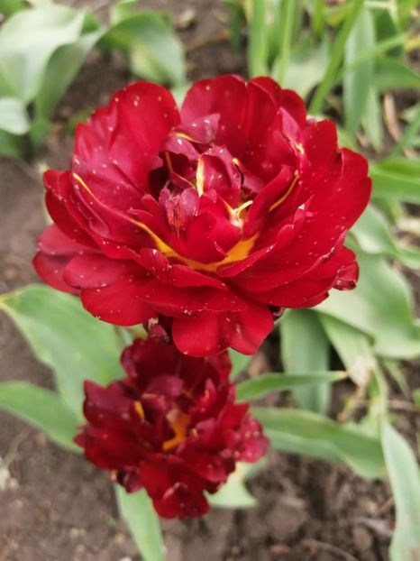  - Primavara 2021_2022_2023