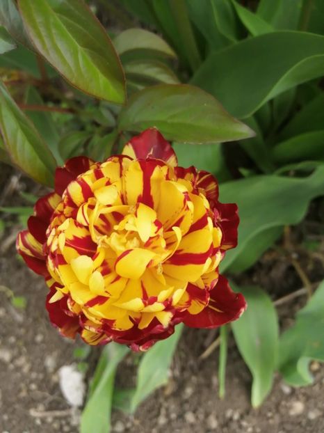  - Primavara 2021_2022_2023