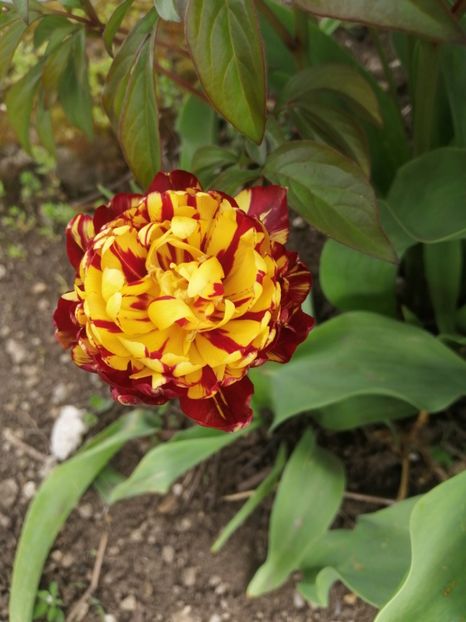  - Primavara 2021_2022_2023