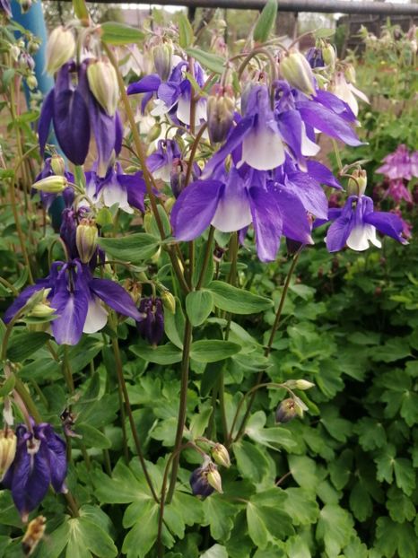  - Primavara 2021_2022_2023