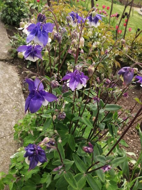  - Primavara 2021_2022_2023